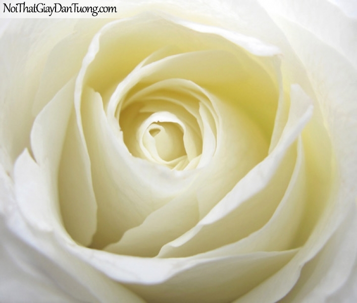 Tranh dán tường | Bức tranh bông hoa hồng trắng tuyệt đẹp DA2101