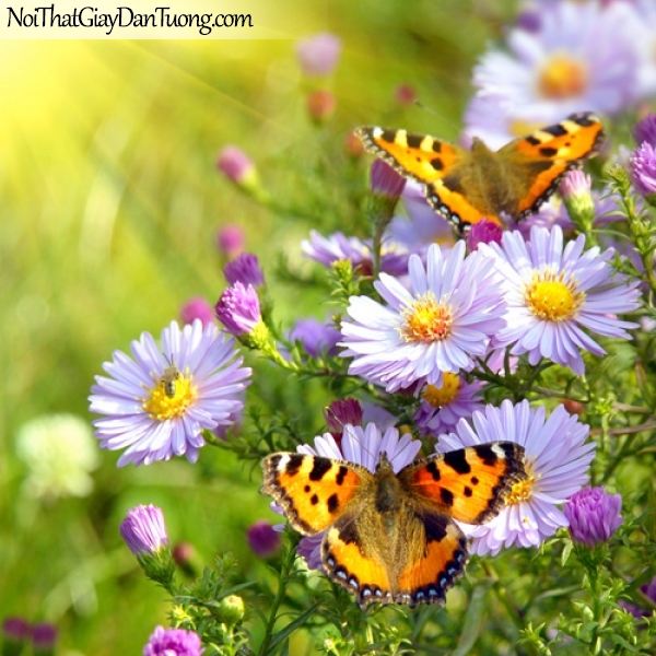 Tranh dán tường | những chú bướm đậu trên những bông hoa nhiều màu sắc DA2106