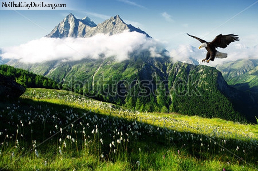 Tranh dán tường , ngắm cảnh chim đại bàng bay qua đồi núi hùng vĩ DA355
