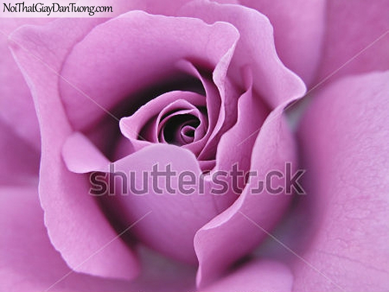 Tranh dán tường | Bức tranh bông hoa hồng tuyệt đẹp DA2316