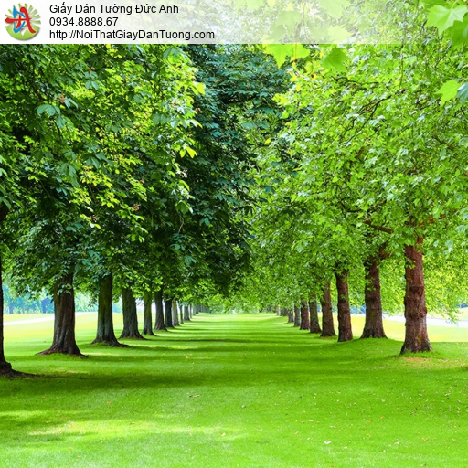 1410 - Tranh dán tường hai hàng cây màu xanh, tranh chất lượng cao HCM